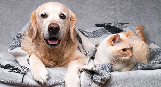 Why should Hoteliers care about Pet Hospitality